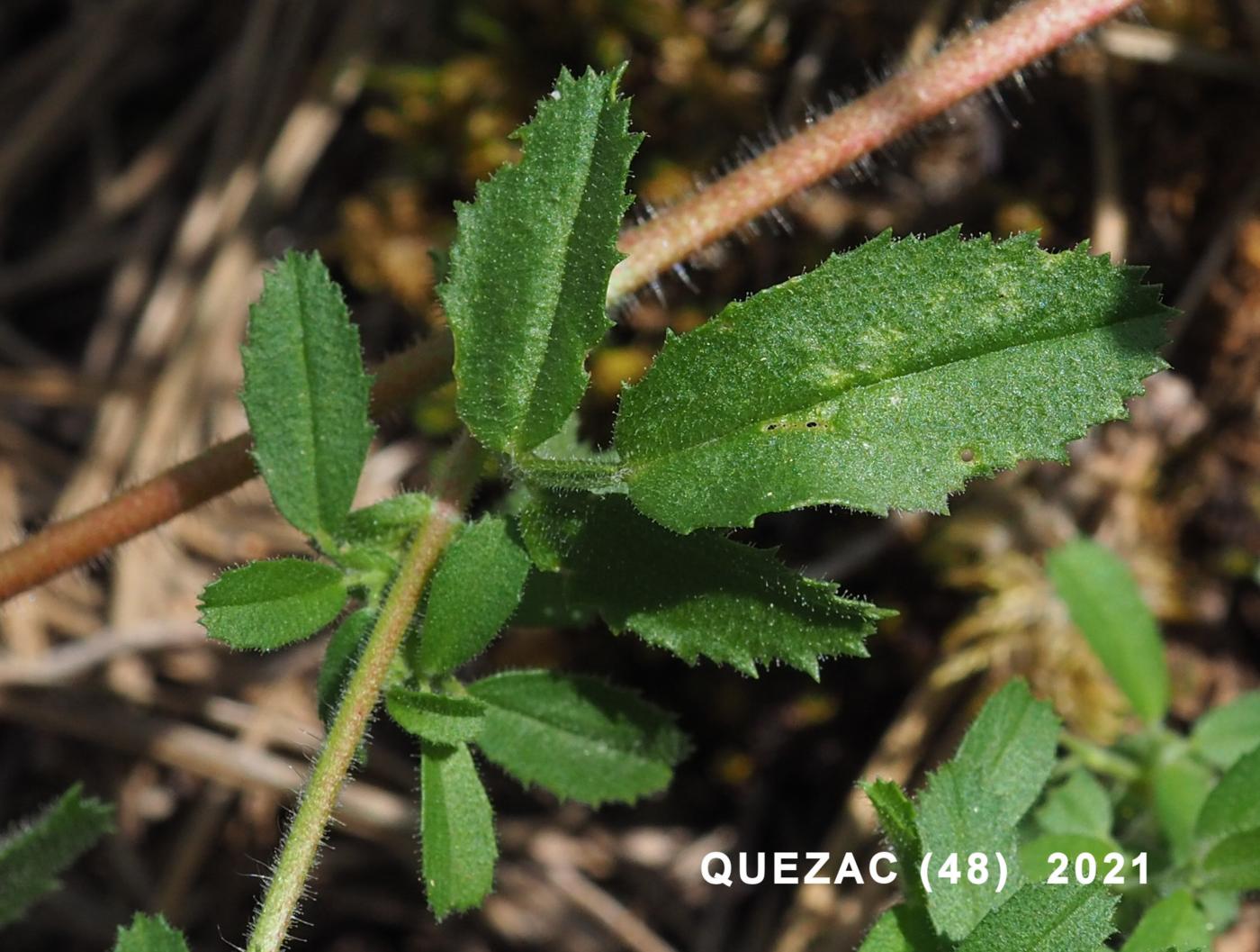 Restharrow, (spinless) leaf